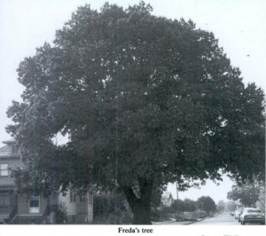 fredatree